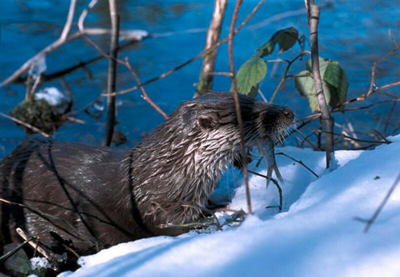 Böhmen - Land der hundert Teiche – Bild: HR/​BR/​ORF/​Michael Schlamberger