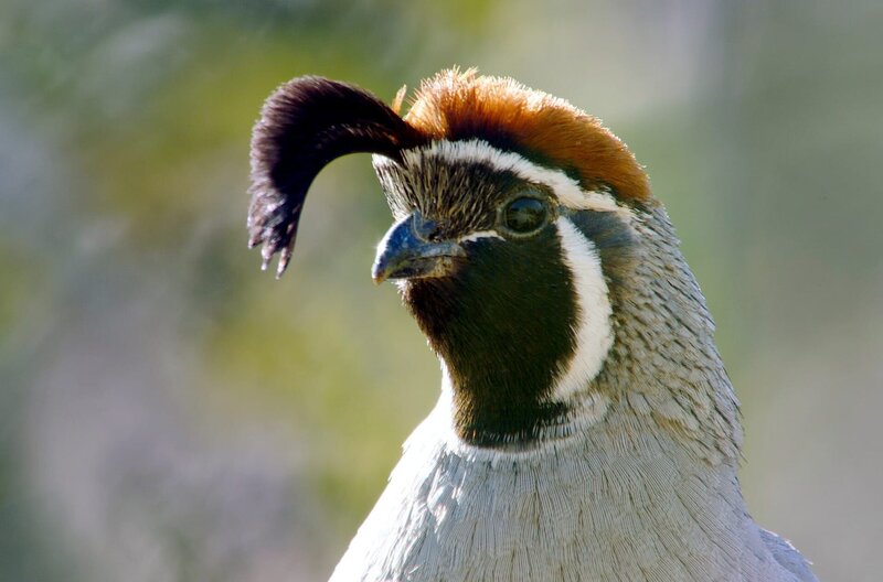 Kaktus Hotel – Bild: Altayfilm /​ © Altayfilm