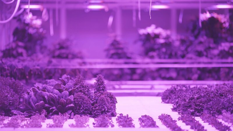 In den Niederlanden wächst Salat ohne Sonnenlicht und Boden. Braucht unser Gemüse die Natur nicht mehr? – Bild: ZDF und Martin Christ./​Martin Christ