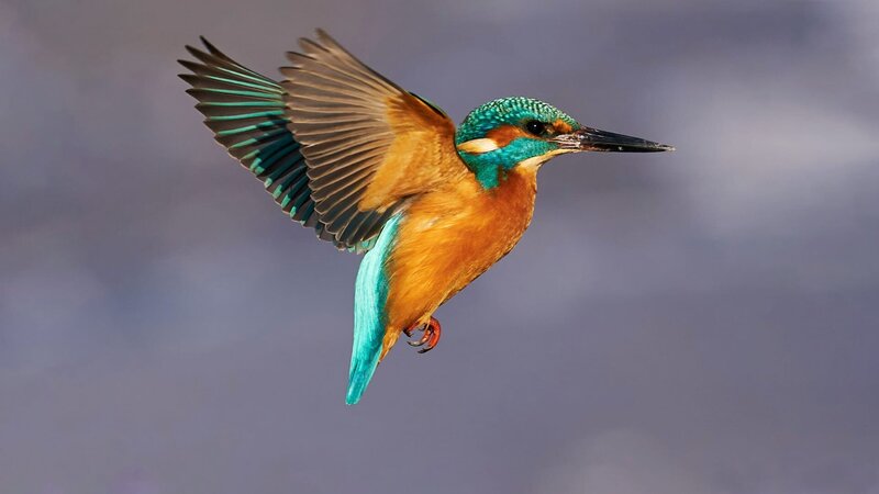 Inspired by Nature: Geniale Technologien - Fühlen & Wahrnehmen – Bild: ZDF und Sandro Raymond’.