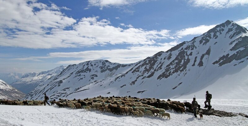 Tierisches in den Naturhäfen des Rheindeltas. Ein Blässhuhn baut sein Schwimmnest, im Vordergrund ein Haubentaucher. – Bild: ORF/​Interspot/​Steiner