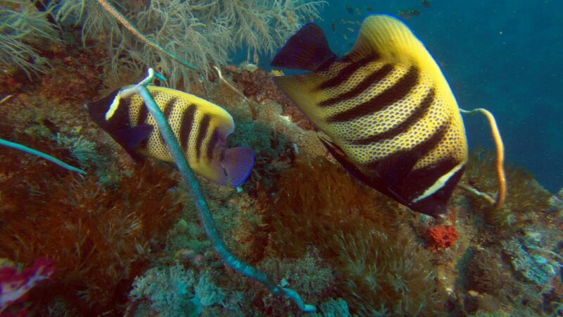 Sixbar angelfish – Bild: CuriosityStream Inc Sixbar angelfish – Bild: CuriosityStream Inc