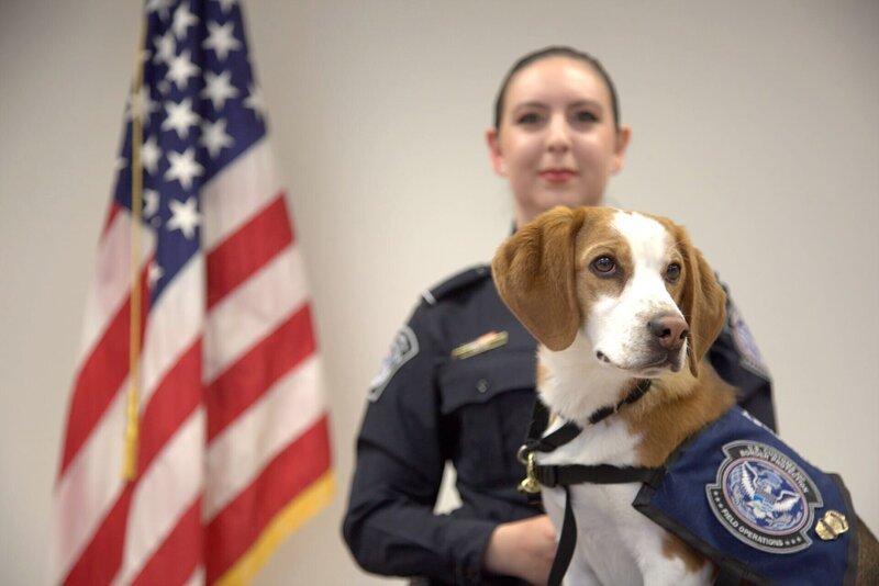 Ein K9 sitzt auf einem Tisch, während sein CBP-Offizier während einer K9-Ausbildung in Atlanta, Ga. hinter ihm steht (National Geographic for Disney). – Bild: National Geographic for Disney /​ Disney