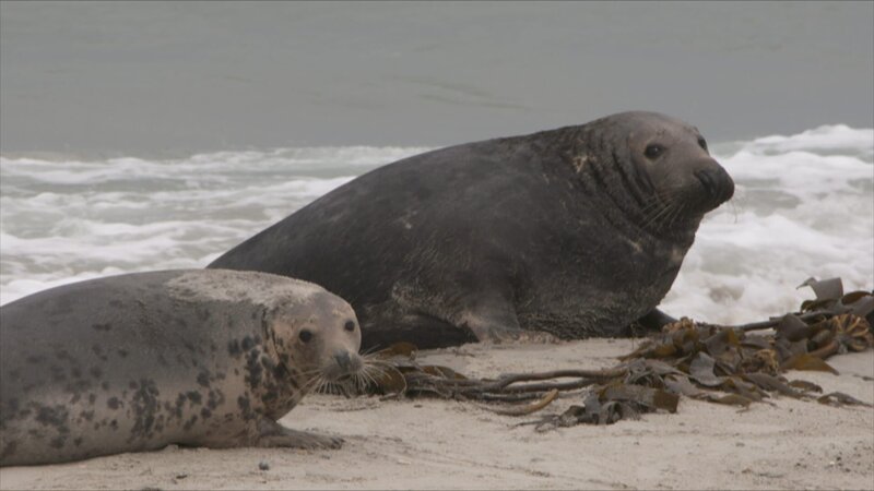 Kegelrobben auf einer Sandbank vor Sylt. – Bild: ZDF und arte Kegelrobben auf einer Sandbank vor Sylt. – Bild: ZDF und arte