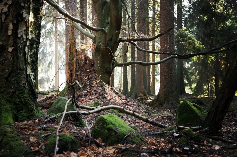 Alte Buche und der Stumpf eines gefällten Baumes. Wald in der Nähe eines kleinen Dorfes Pasterka in Polen, Tafelberge (Stolowe). – Bild: Public Domain