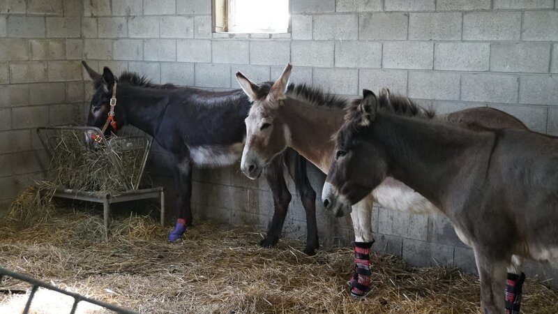 Donkeys together in their stall at Barn Sanctuary. – Bild: Discovery Communications, LLC