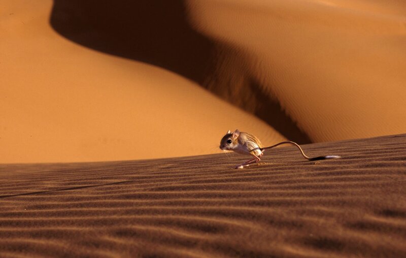 Sahara - das versunkene Paradies – Bild: ORF/​ScienceVision/​Lukas Kogler
