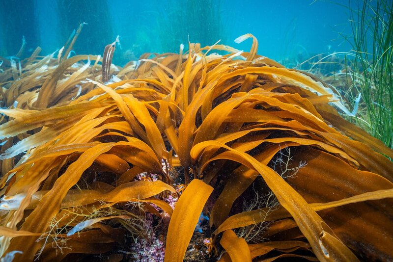 Thunfisch - Der bedrohte Jäger – Bild: ZDF und Uli Kunz.