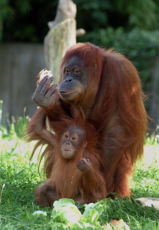 „Panda, Gorilla & Co.“ erzählt in 40 neuen Folgen unterhaltsame „Beziehungsgeschichten“ von Tierpflegern und ihren Schützlingen aus dem Zoo Berlin und dem Tierpark Berlin. Für die neue Staffel der Tier-Doku-Soap drehte der rbb von Frühjahr bis Spätherbst 2007 im artenreichsten Zoo der Welt, mitten in der Berliner City, und in Europas größtem Landschaftstiergarten, dem Tierpark Berlin. Orang-Utan-Mutter Mücke mit Tochter Satu – Bild: rbb/​Thomas Ernst