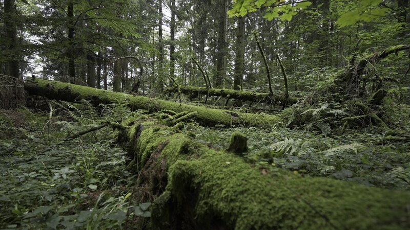 Wald – Bild: ServusTV /​ Terra Mater