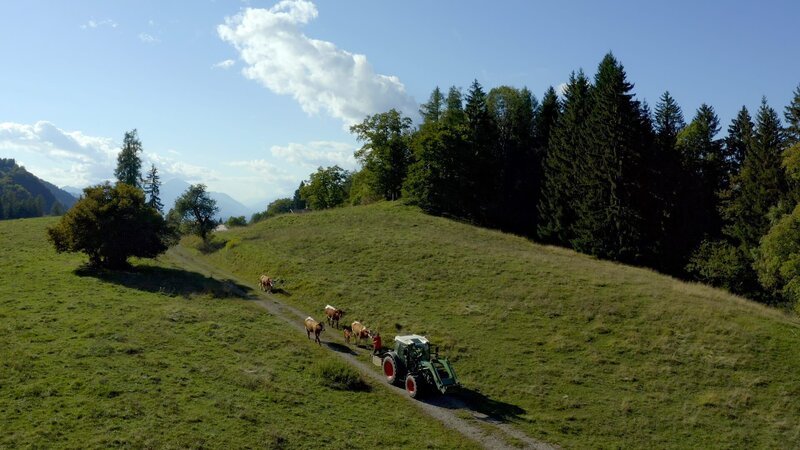 Almabtrieb unterm Techantiger Mittagskogel. – Bild: ORF/emb film Almabtrieb unterm Techantiger Mittagskogel. – Bild: ORF/emb film