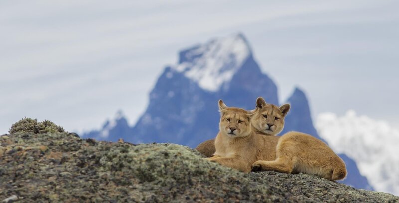 Unterschiedlicher könnte es nicht sein: Im Süden Patagoniens verhindern eisige Winde beinahe jede Vegetation, der Westen dagegen beheimatet zahlreiche seltene Tiere und Pflanzen … – Bild: port.hu