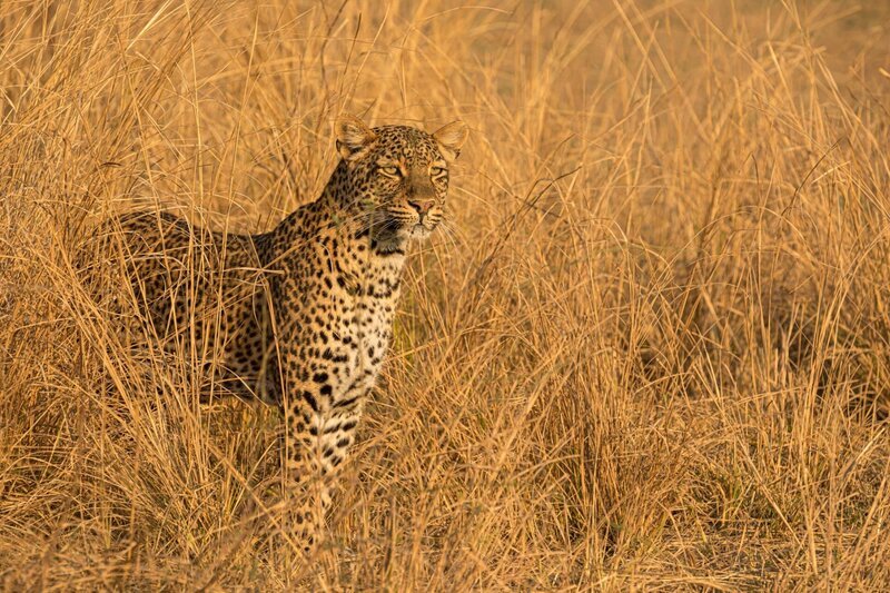 „Olimba“ auf Streifzug. Sie wird ihr Revier nach außen verteidigen. – Bild: ORF/​Into Nature Productions/​Will Steenkamp