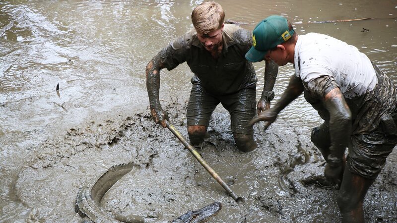 L-R: Robert and Toby catching another alligator. – Bild: Animal Planet