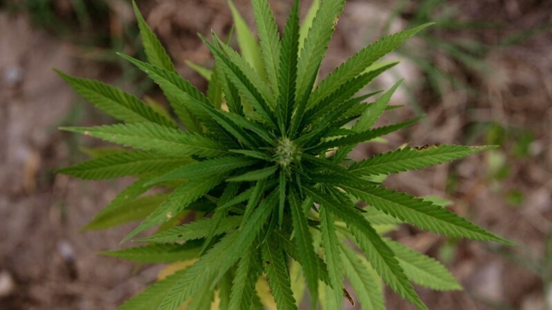 Fast die Hälfte des weltweiten Haschischs soll aus Marokko stammen. In der Rif-Region wachsen die Cannabis-Pflanzen sogar am Straßenrand. – Bild: ZDF und BBC Arabic/Karim Shah./BBC Arabic/Karim Shah Fast die Hälfte des weltweiten Haschischs soll aus Marokko stammen. In der Rif-Region wachsen die Cannabis-Pflanzen sogar am Straßenrand. – Bild: ZDF und BBC Arabic/Karim Shah./BBC Arabic/Karim Shah