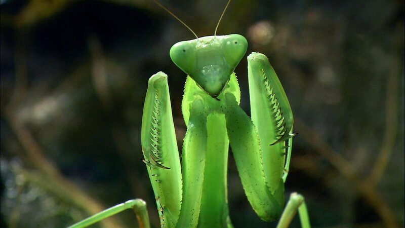 Mantis. – Bild: ORF