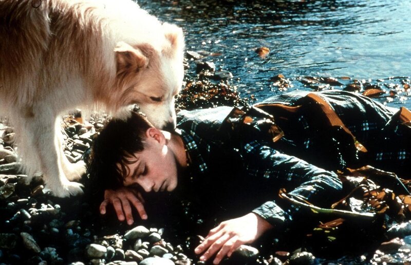 Hund Price findet den verletzten Jack (Daniel James). – Bild: Super RTL