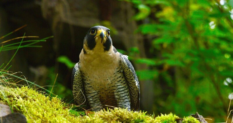 Wanderfalke. – Bild: ZDF und ORF/​Skyland Productions.