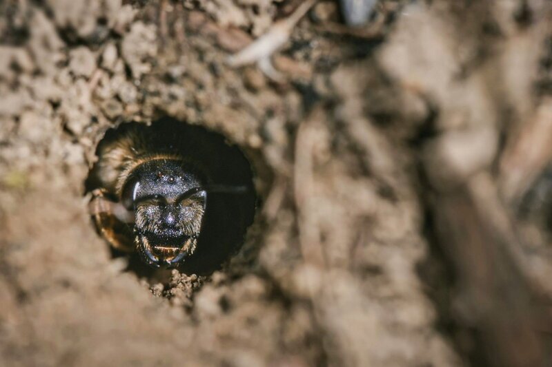 Wo die wilden Bienen wohnen Die Gelbbindige Furchenbiene in ihrem Nistgang SRF/​Pascal Kohler – Bild: SF2