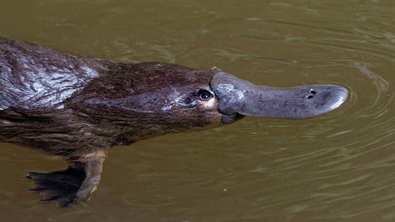Schnabeltier im Wasser. – Bild: Martin Pelanek