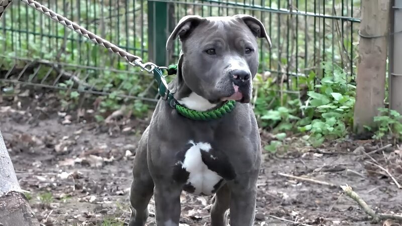 American Staffordshire Mix „Panchi“. – Bild: RTL