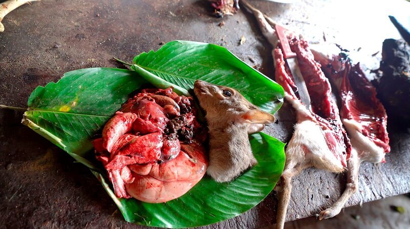 Zentralafrikanische Republik – Bushmeat – Bild: ZDF und MDR/Frank Lehmann. Zentralafrikanische Republik – Bushmeat – Bild: ZDF und MDR/Frank Lehmann.