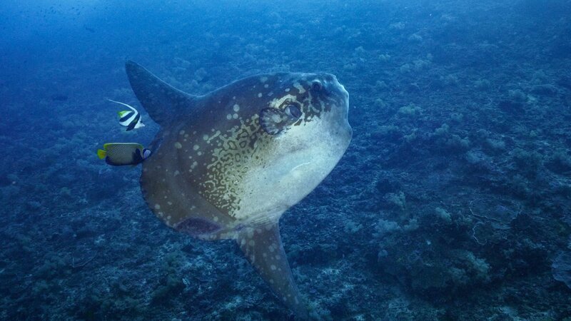 Der Mondfisch ist einer der größten Knochenfische des Planeten. Er kann über drei Meter lang, fast ebenso hoch und mehr als zwei Tonnen schwer werden. – Bild: N24 Doku
