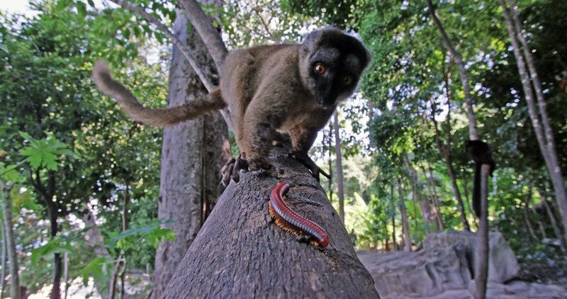 Mohrenmakis nutzen giftige Tausendfüßer, um sich mit deren giftigen Sekreten einzureiben. So schützen sie sich gegen lästige Parasiten. – Bild: Stephen Downer
