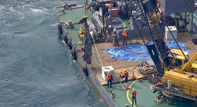 Auftauender Pottwal-Kadaver und tonnen-schwerer Betonklotz kurz vor der Versenkung von einer schwimmenden Plattform aus. – Bild: ZDF und Hiramichi Iwasaki; NHK