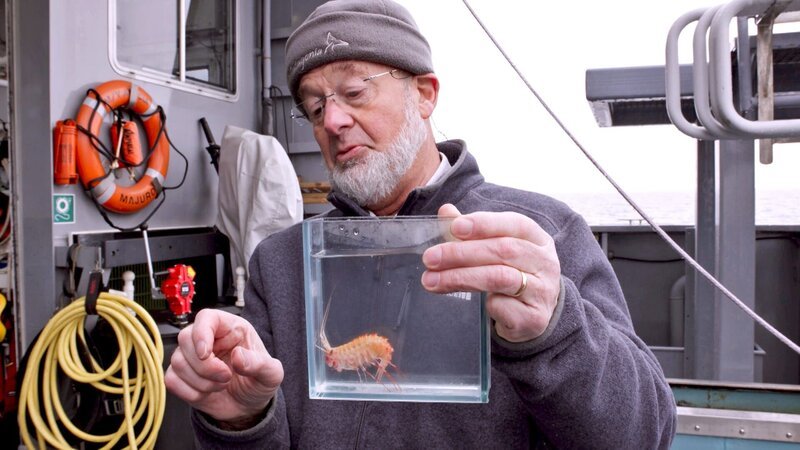 Dr. Claude De Broyer, belgischer Spezialist für antarktische Fauna, zeigt einen Tiefsee-Amphipoden. Diese winzigen Krebstiere erreichen in der südlichen Tiefsee relativ enorme Maße. – Bild: ZDF und NHK./​NHK