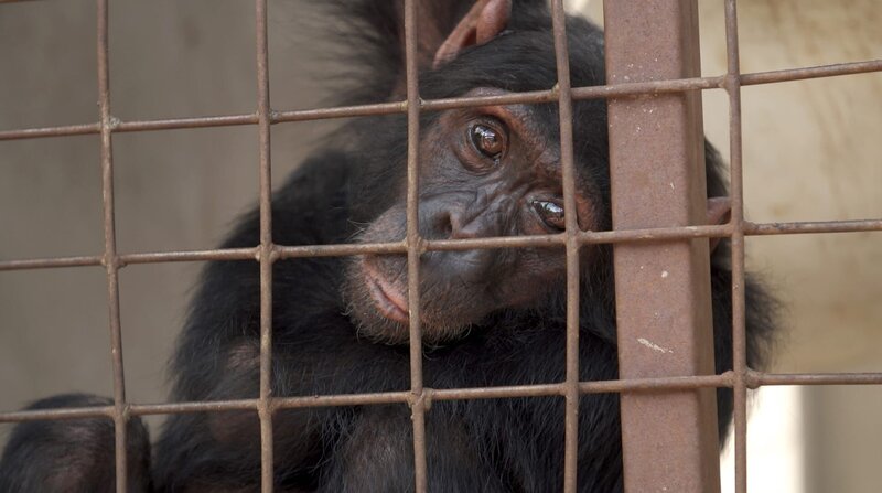 Planet ohne Affen – Bild: BR/​NDR/​Felix Meschede/​Felix Meschede