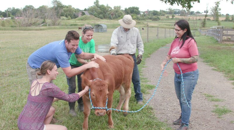 Cow rescue Mike getting attention from the entire Barn Sanctuary crew. – Bild: Animal Planet /​ Discovery Communications, LLC