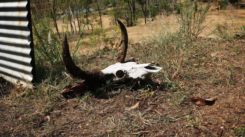 Cow skull – Bild: Warner Bros. Discovery