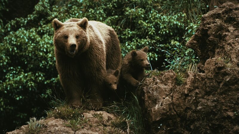 Bär mit Jungen  +++ Die Verwendung des sendungsbezogenen Materials ist nur mit dem Hinweis und Verlinkung auf RTL+ gestattet. +++ – Bild: RTL /​ (c) Terra Incognita Docs