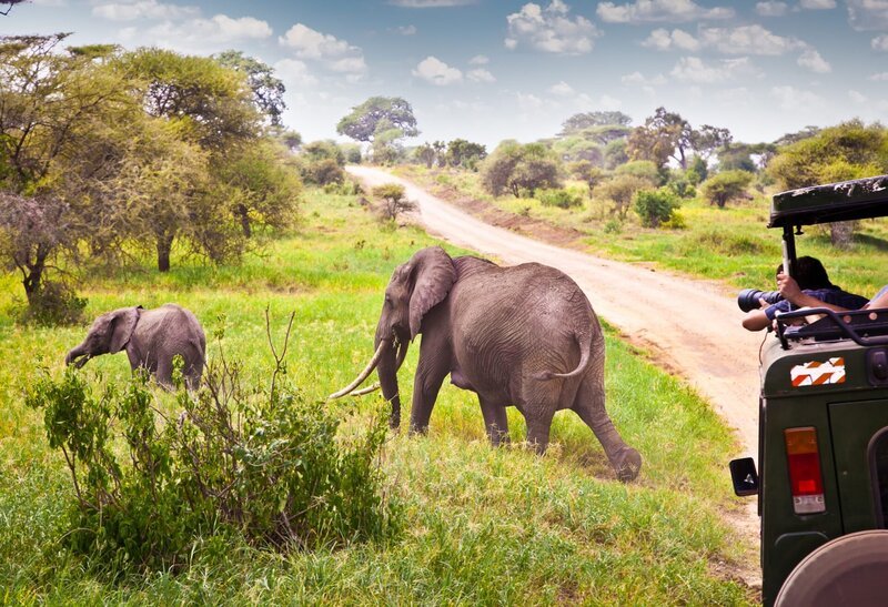 Elephants family on pasture in African savanna . Tanzania, Africa. – Bild: Shutterstock /​ Shutterstock /​ Copyright (c) 2014 Aleksandar Todorovic/​Shutterstock. No use without permission.