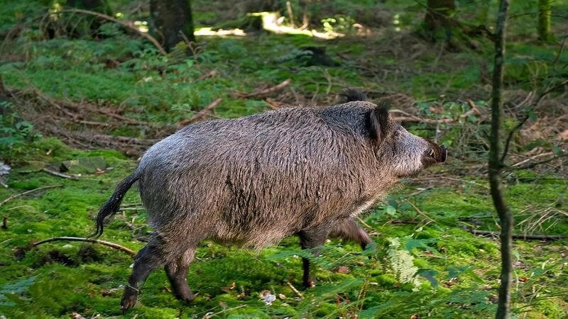 Das verletzte Wildschwein. – Bild: SWR/​Maria Wiesler