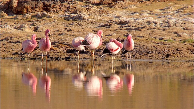 Atacama – Flamingos – Bild: RTL/​ © Terra Mater Factual Studios /​ Höhe