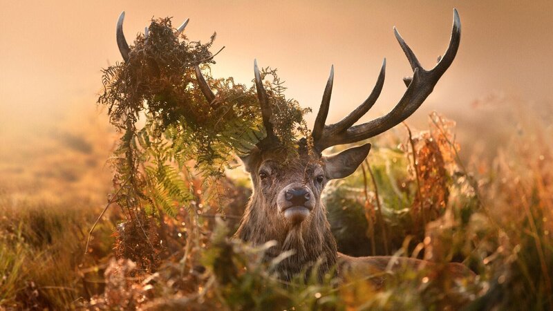 Artwork zu „Vier Jahreszeiten – Ein Wald im Wandel“ +++ – Bild: RTL/​ © ITN