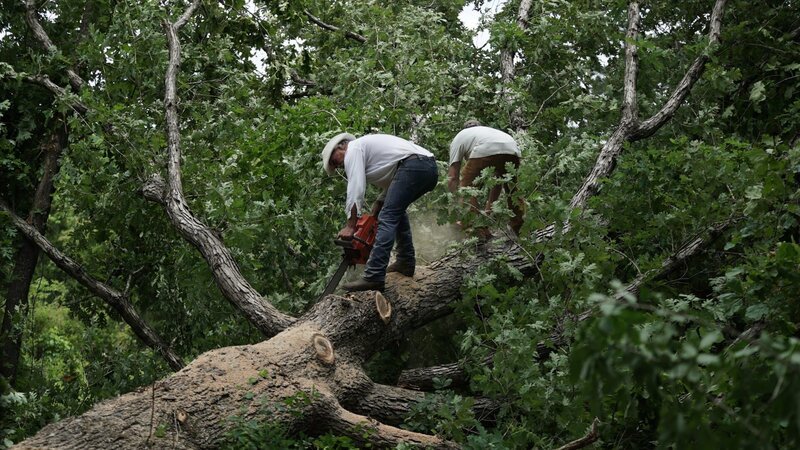 Marty and Matt chain sawing branches off a tree. – Bild: Discovery Channel /​ Discovery Communications