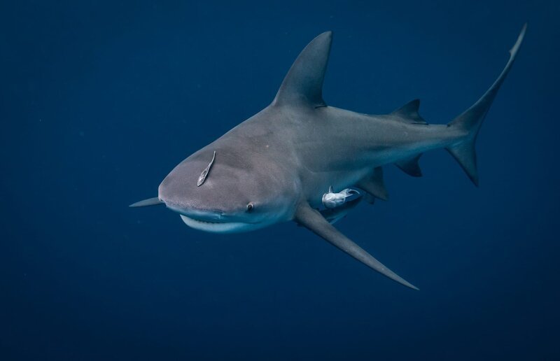 Bull Shark off the coast of Jupiter Florida – Bild: Shutterstock /​ Shutterstock /​ Copyright (c) 2019 Harry Collins Photography/​Shutterstock. No use without permission.