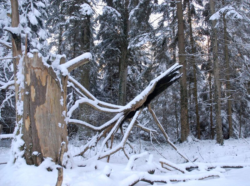 Überlebenskünstler im Zauberwald – Bild: rbb/​BR/​Kai Schubert