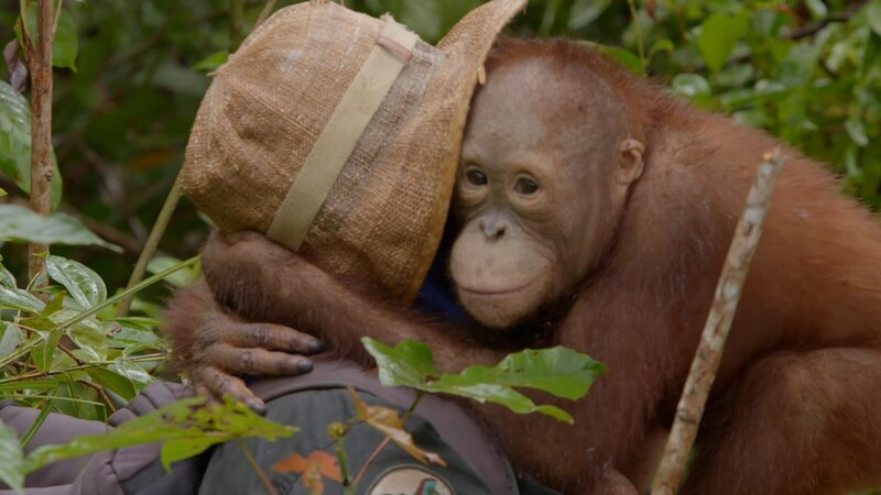 Arten retten - Gegen das große Verschwinden – Bild: Curiosity Channel