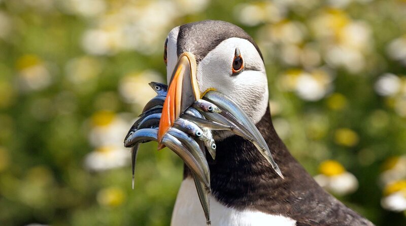 Papageitaucher sind einfach unverwechselbar. Ihre bevorzugte Beute sind Sandaale. – Bild: Hans-Peter Kuttler /​ NDR, NDR Naturfilm, doclights