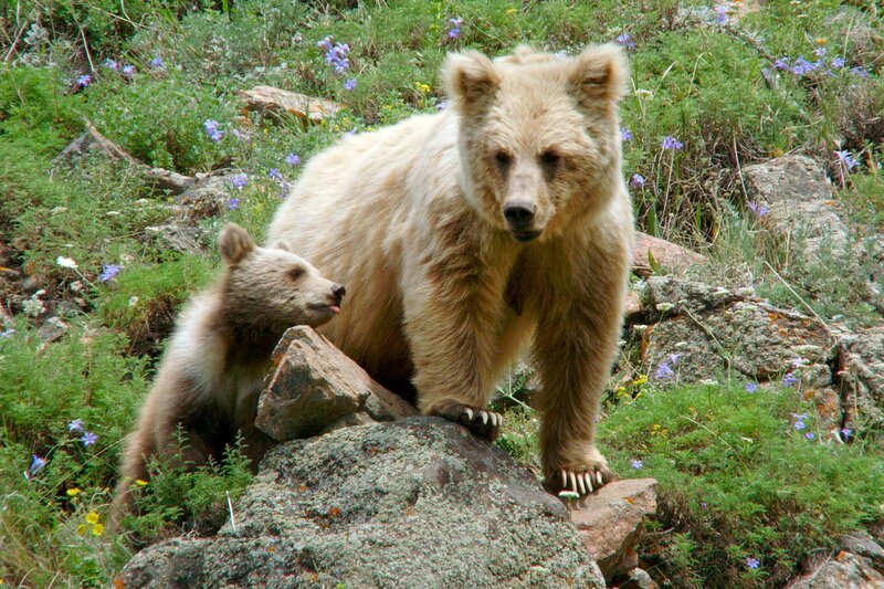 Das Familienleben der Braunbären in den Gebirgen Zentralasiens ist noch nie vorher gefilmt worden. Die Tien Shan-Berge oder „Himmelsberge“ sind in vielen Teilen noch eine schwer zugängliche Wildnis. – Braunbärin mit ihrem Jungen. – Bild: WDR/​Tobias Mennle Filmproduktion