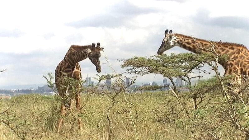 Der Nairobi-Nationalpark ist ein Fenster in die Tierwelt Kenias und Afrikas. Auch Giraffen leben hier – Bild: ZDF und Michael Berger Der Nairobi-Nationalpark ist ein Fenster in die Tierwelt Kenias und Afrikas. Auch Giraffen leben hier – Bild: ZDF und Michael Berger