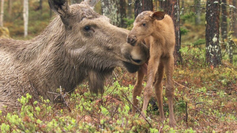 Zur ARTE-Sendung Wildes Skandinavien: Schweden 8: Ende Mai kommen die Kälber der Elche zur Welt – die Mutter leckt Ihr Neugeborenes trocken. – Bild: NDR Naturfilm/​Goetzl/​Nürenberg