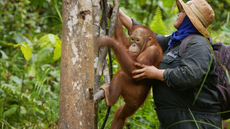 Arten retten - Gegen das große Verschwinden – Bild: Curiosity Channel