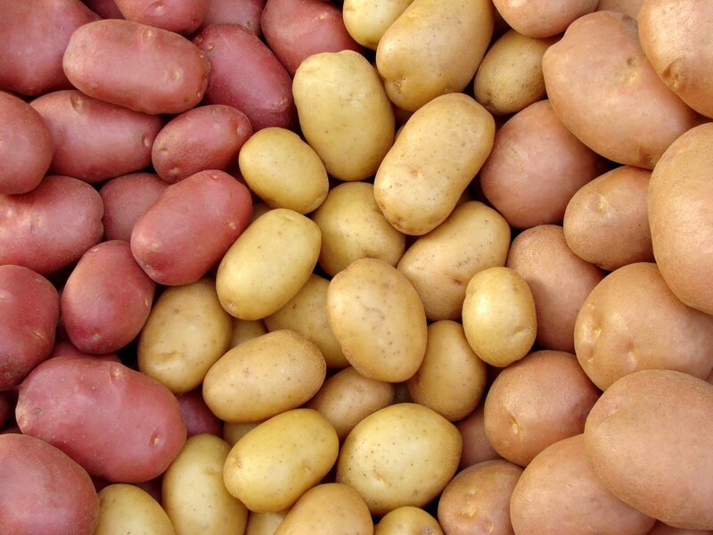 Die Kartoffeln, verschiedene Sorten – Bild: Olga Kochina