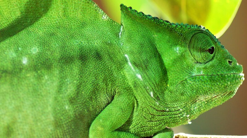 Chamäleon – Bild: 2021-CuriosityStream-Inc