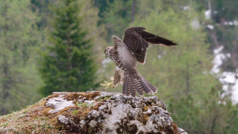 Wanderfalke. – Bild: ORF/​Interspot Film/​Otmar Penker